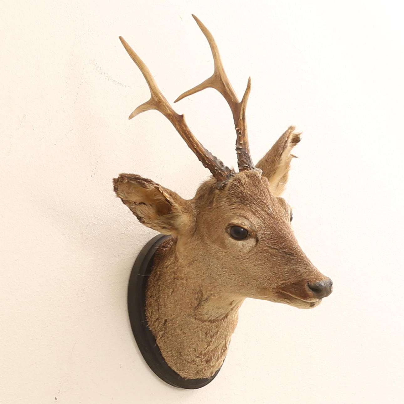 TAXIDERMY, Deer Bock.