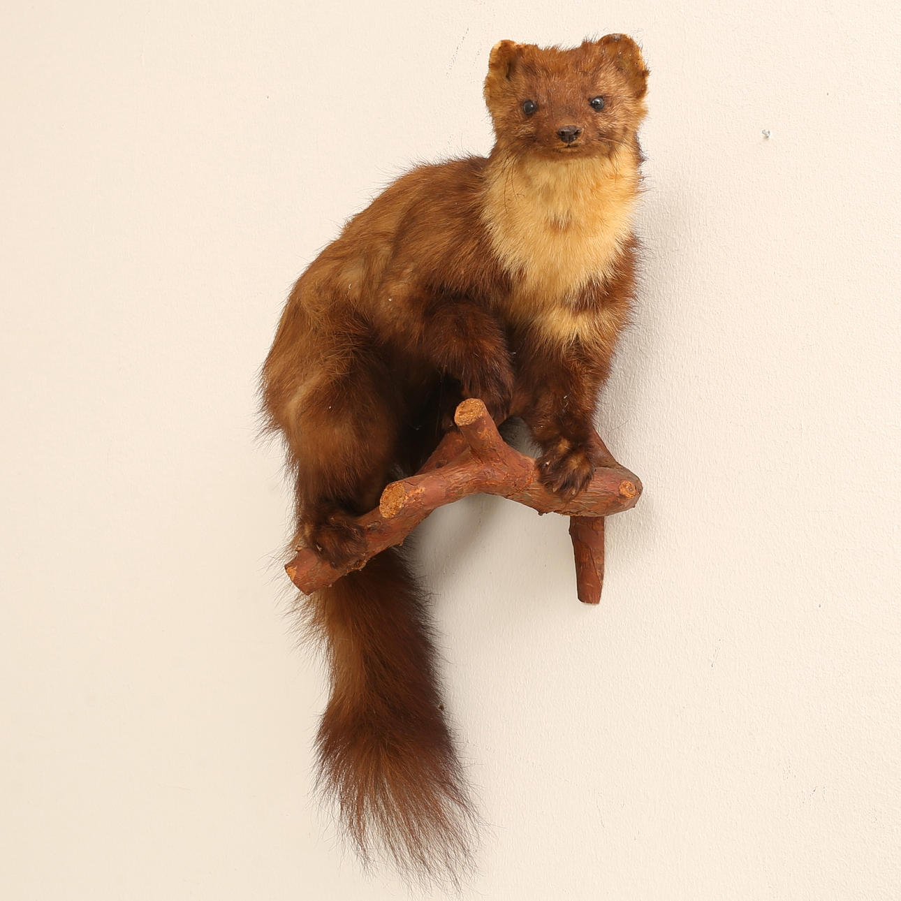 TAXIDERMI, Mård, 1900-tal.