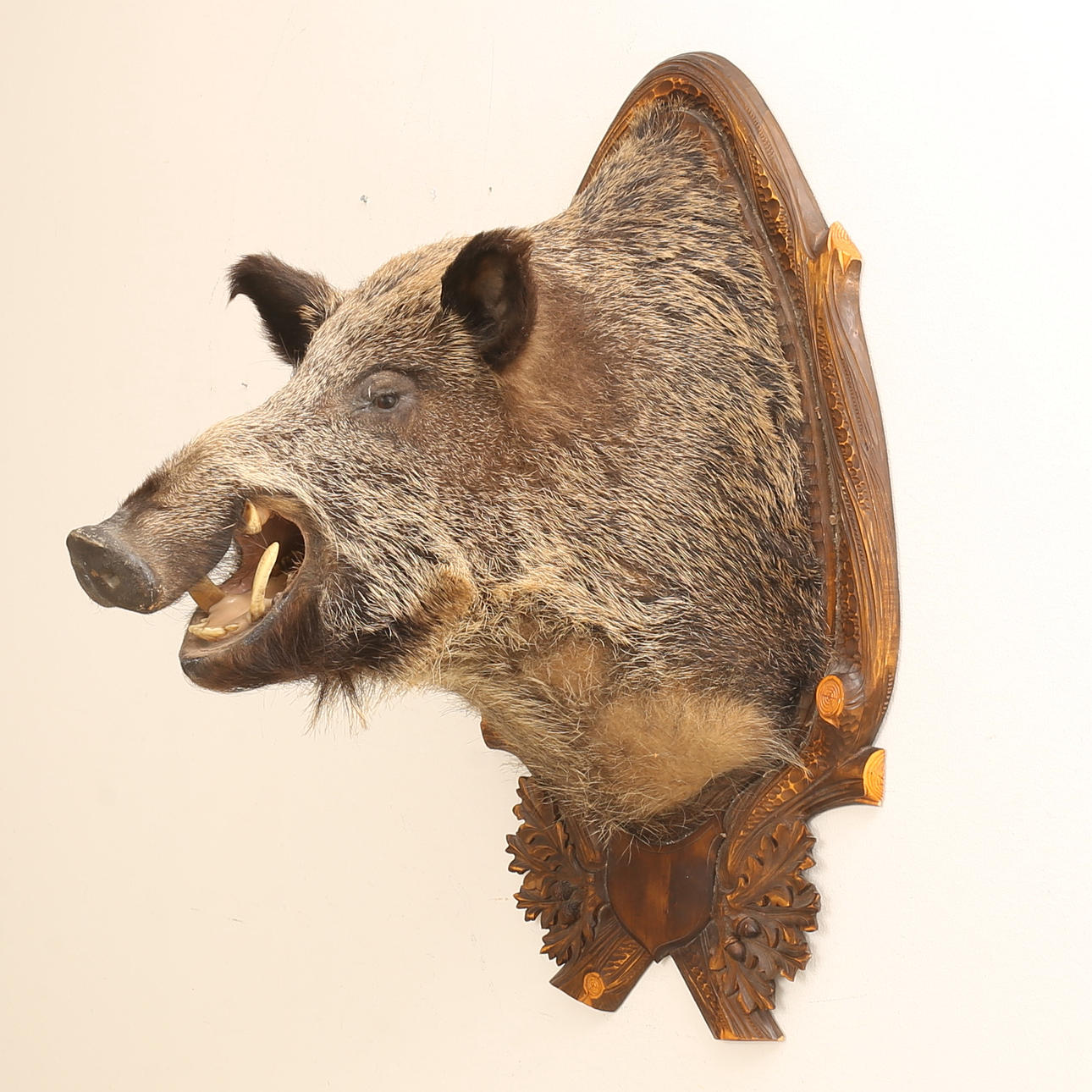 TAXIDERMY, wild boar.
