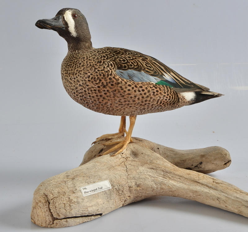 BLÅVINGAD TEAL, på trästam.