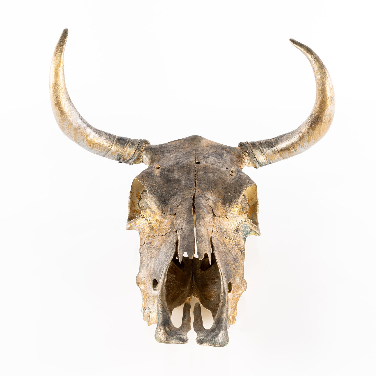 BULL SKULL, length approx. 48 cm.