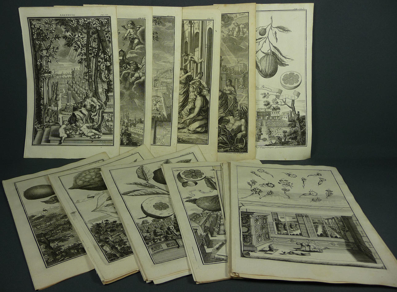 ”NÜRNBERGISCHE HESPERIDES”, Nürnberg, 1700-talets början.