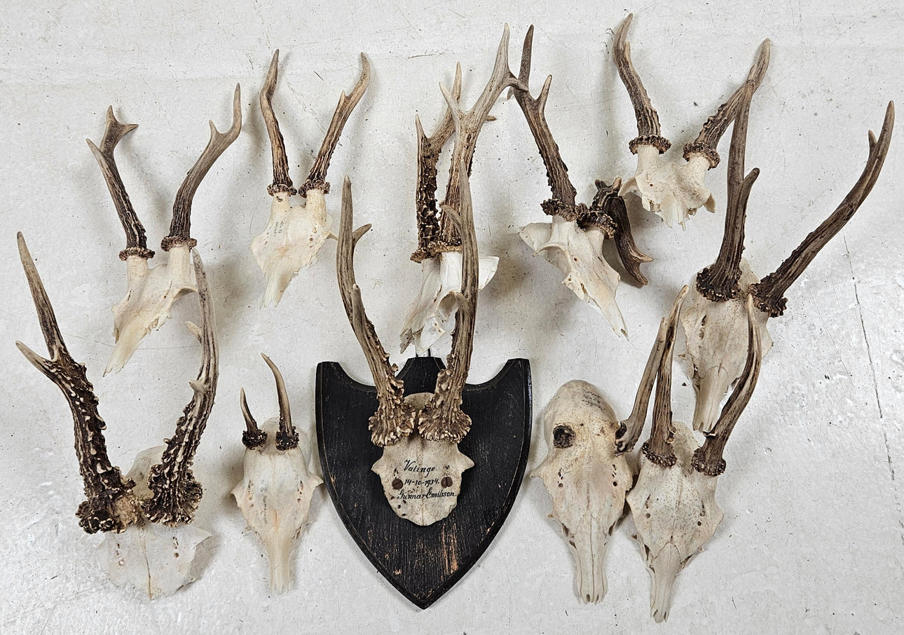 JAKTTROFER, 11 st, 1900-tal.