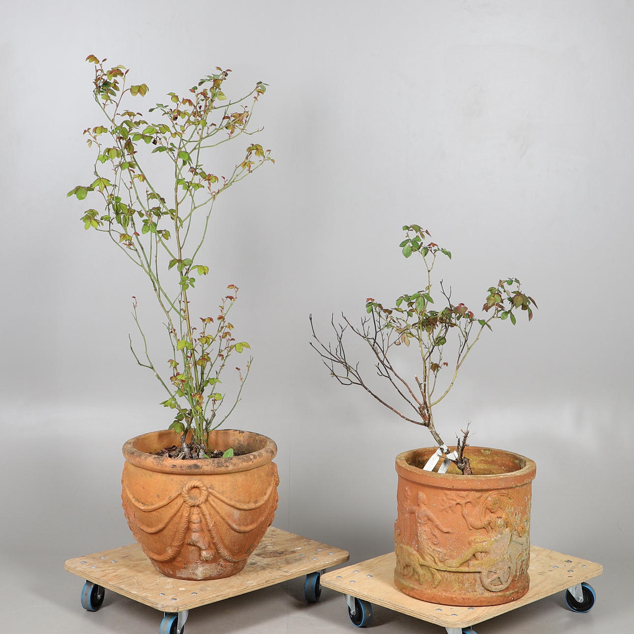 TWO TERRACOTTA POTS.