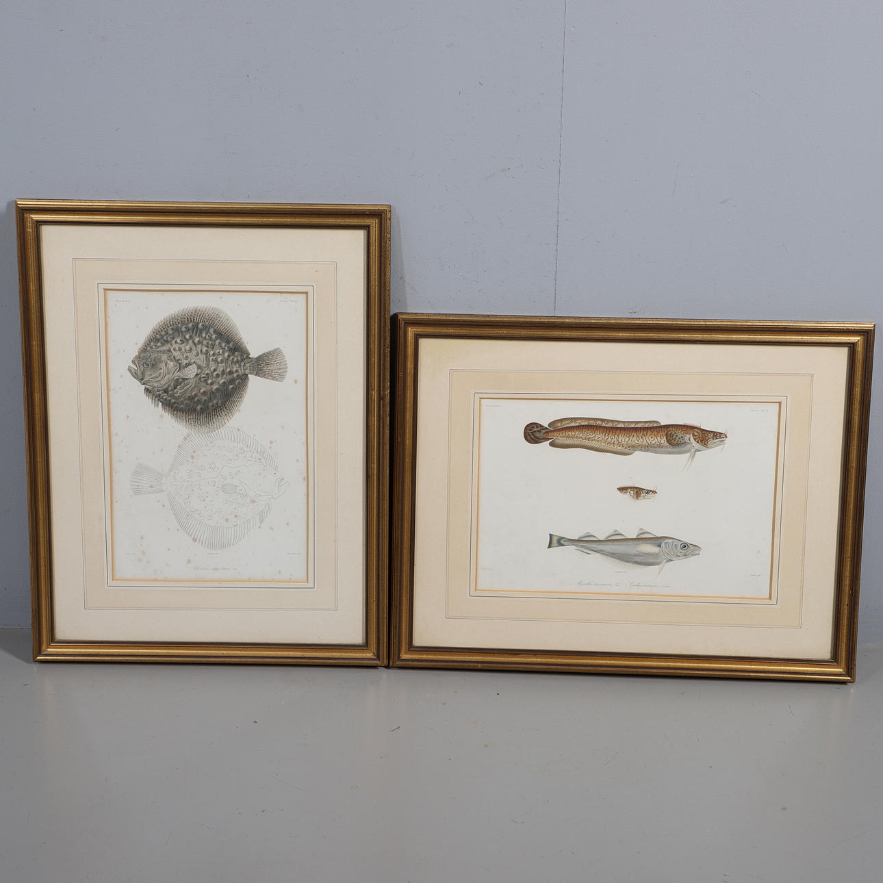 TWO FRAMED ENGRAVED FISH PLATES.