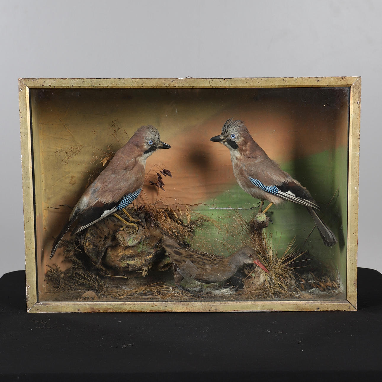 TAXIDERMY - CASED BIRDS.