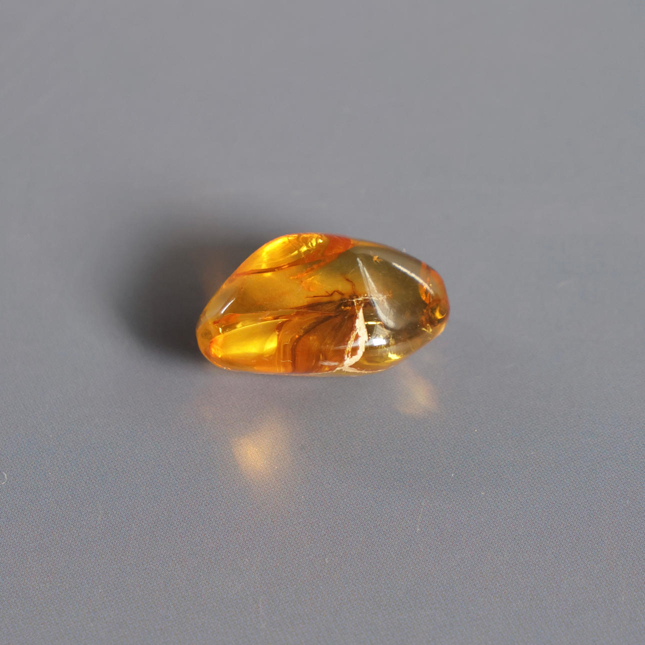 Polished amber with insect inclusions.