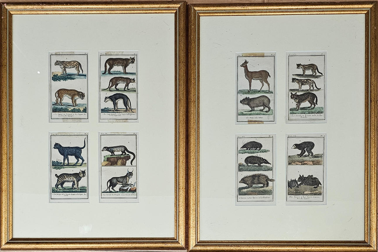 Eight engravings from the work “Oeuvres Completes de Buffon”.