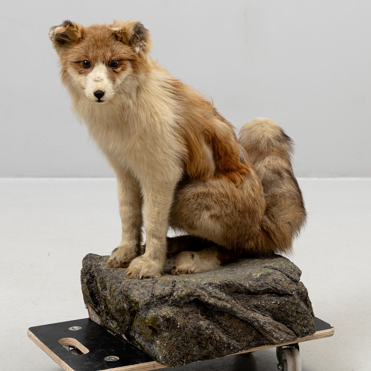 TAXIDERMY, Fox.
