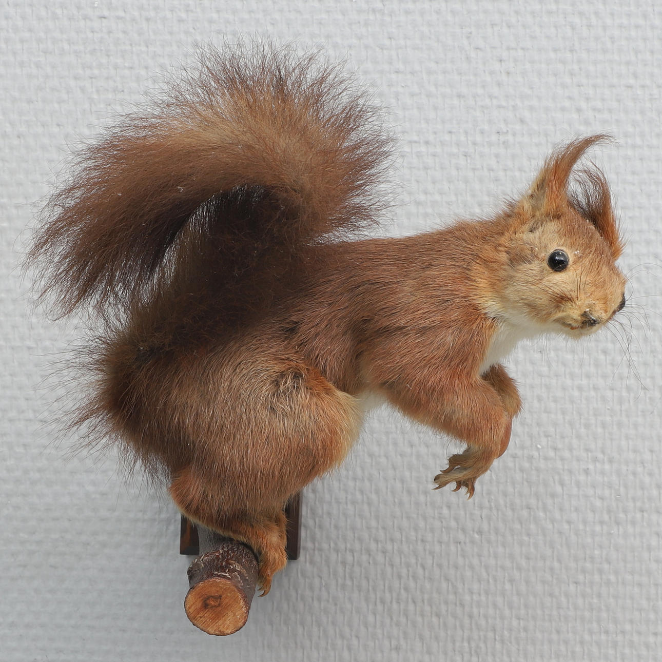 TAXIDERMY, squirrel on branch.