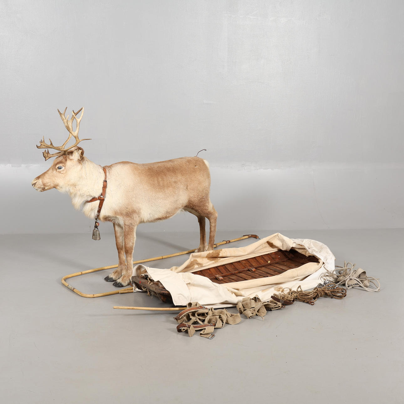 REN with SLEIGH, taxidermy.