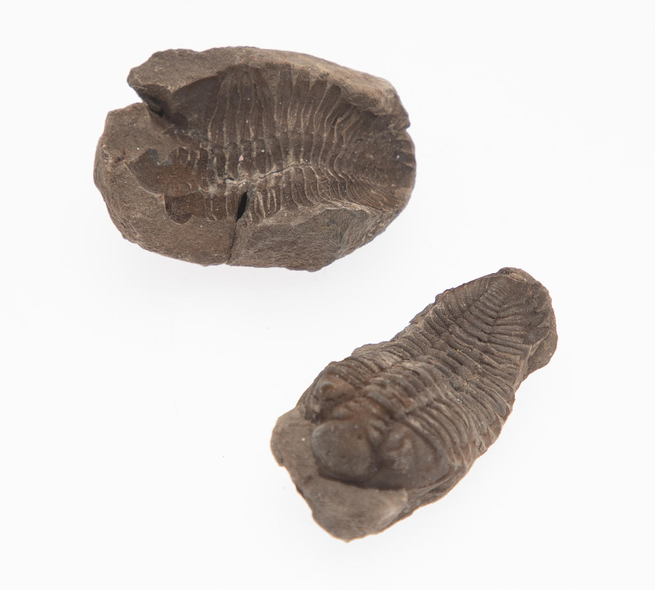 Trilobita fossil.