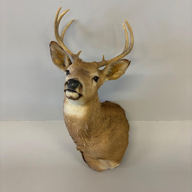 TAXIDERMY STAG TROPHY HEAD.