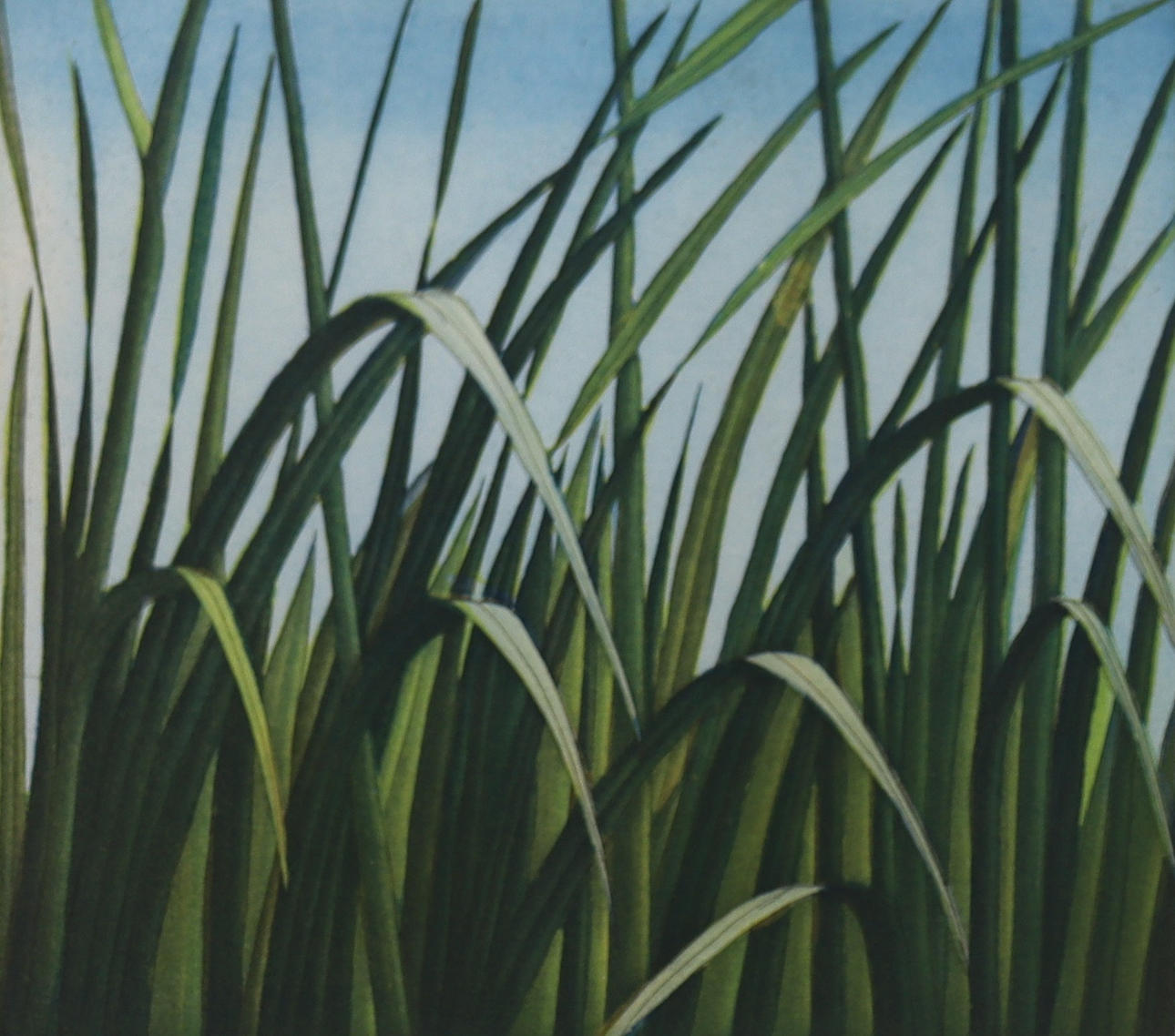 BO CRONQUIST. lithography, tall grass.