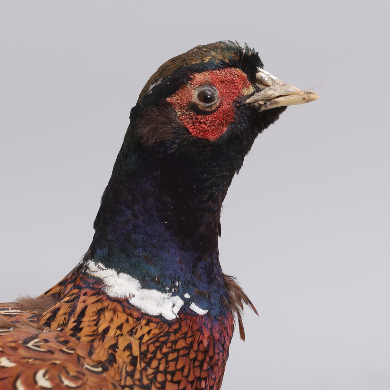 A 20th century Pheasant TAXIDERMY.