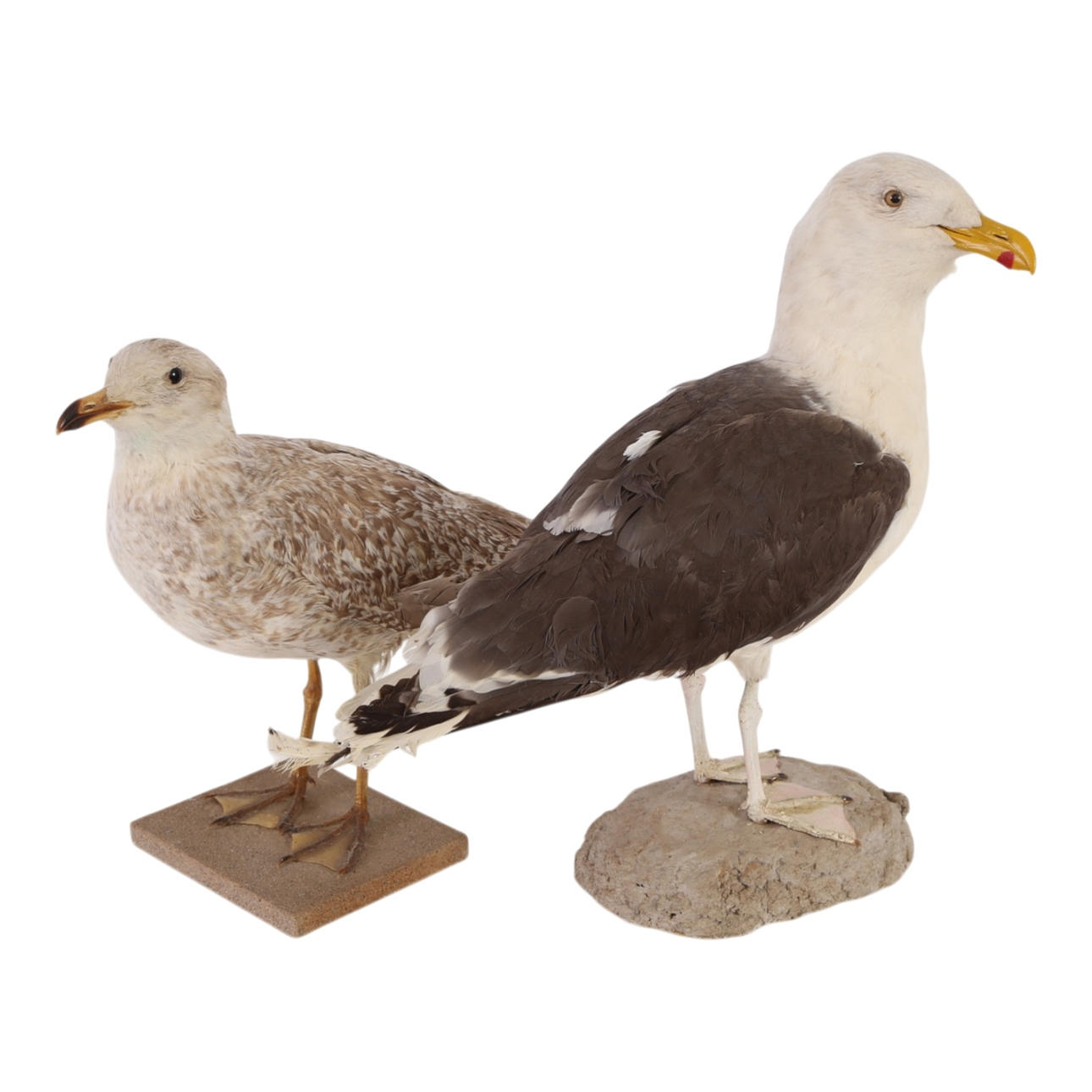 Two stuffed seagulls (2).