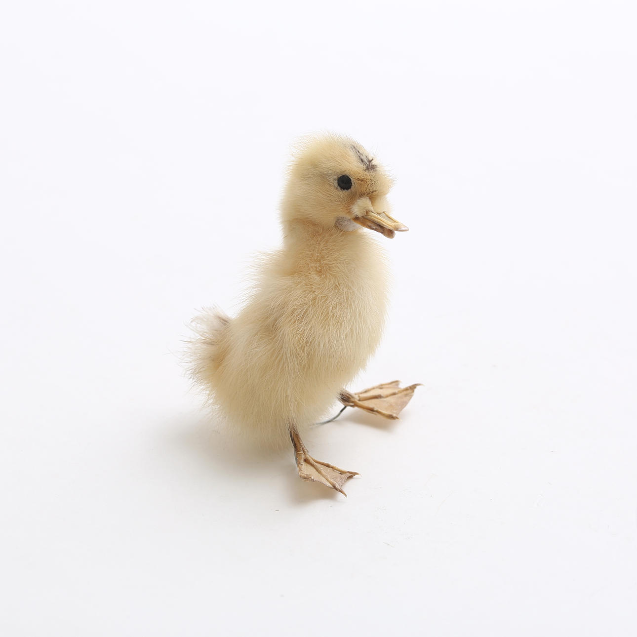 TAXIDERMY, duckling.