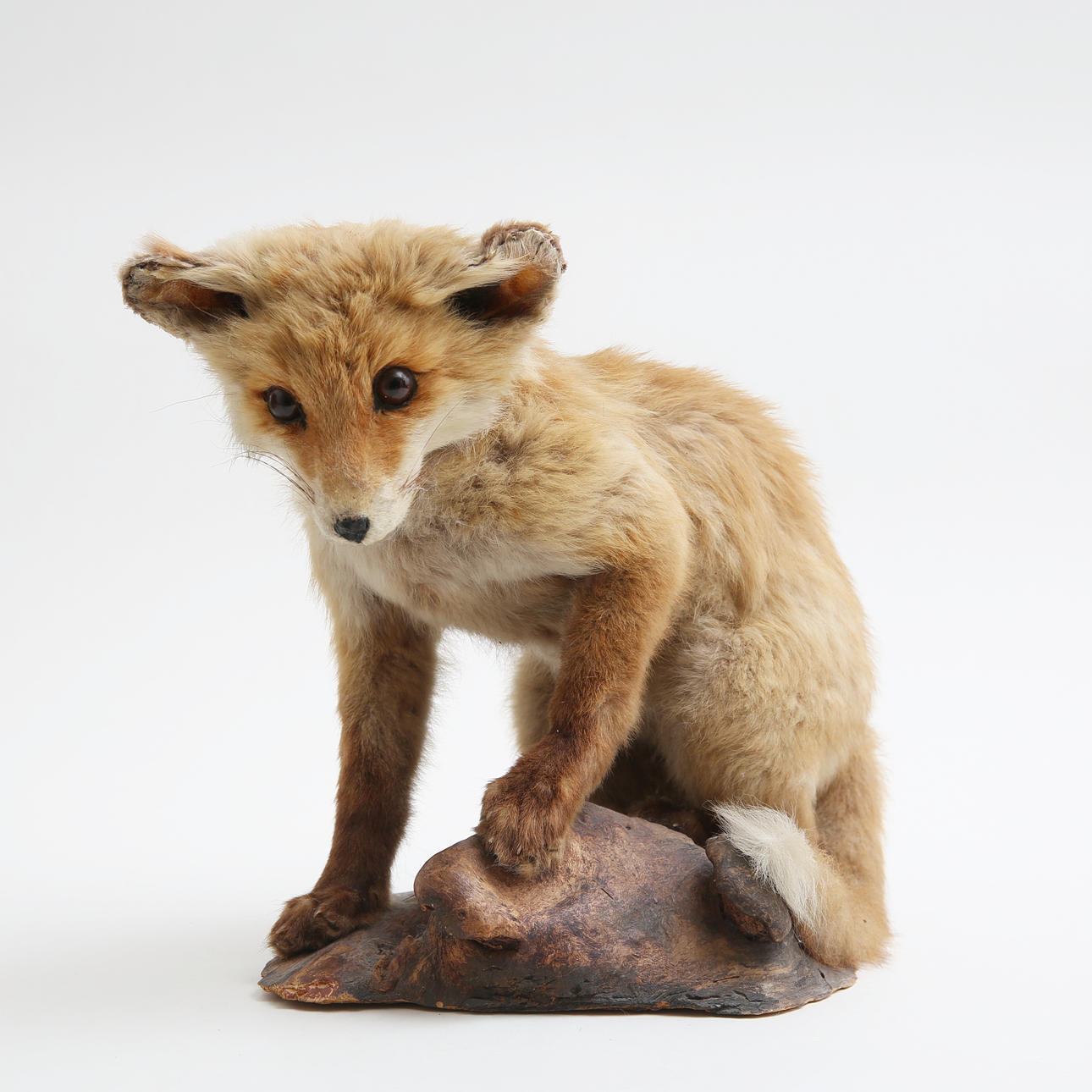 TAXIDERMY, fox cub, full montage.