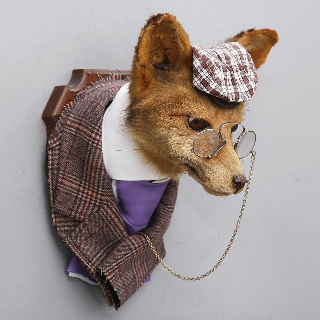 TAXIDERMY, fox head with clothing assembly.