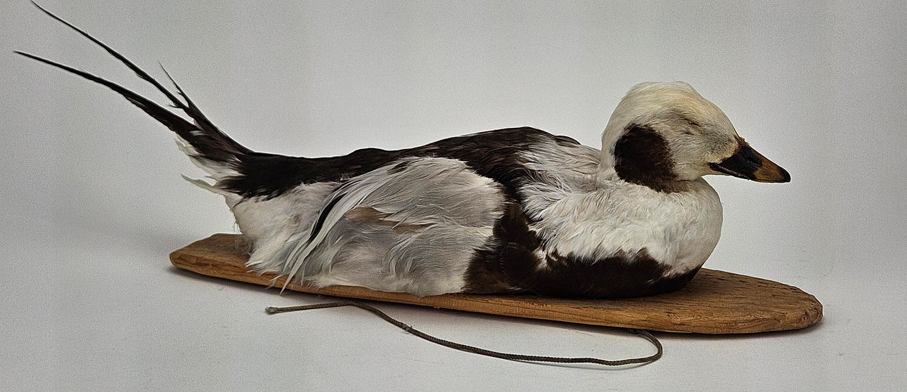 VETTE, stuffed Alfalbird.