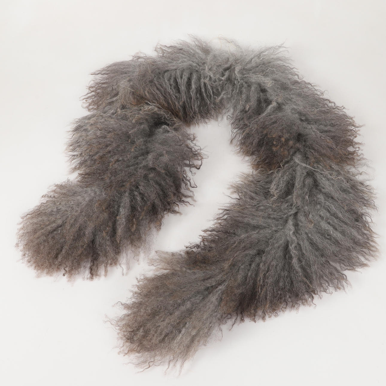 A boa, Gotland sheep, 21st century.