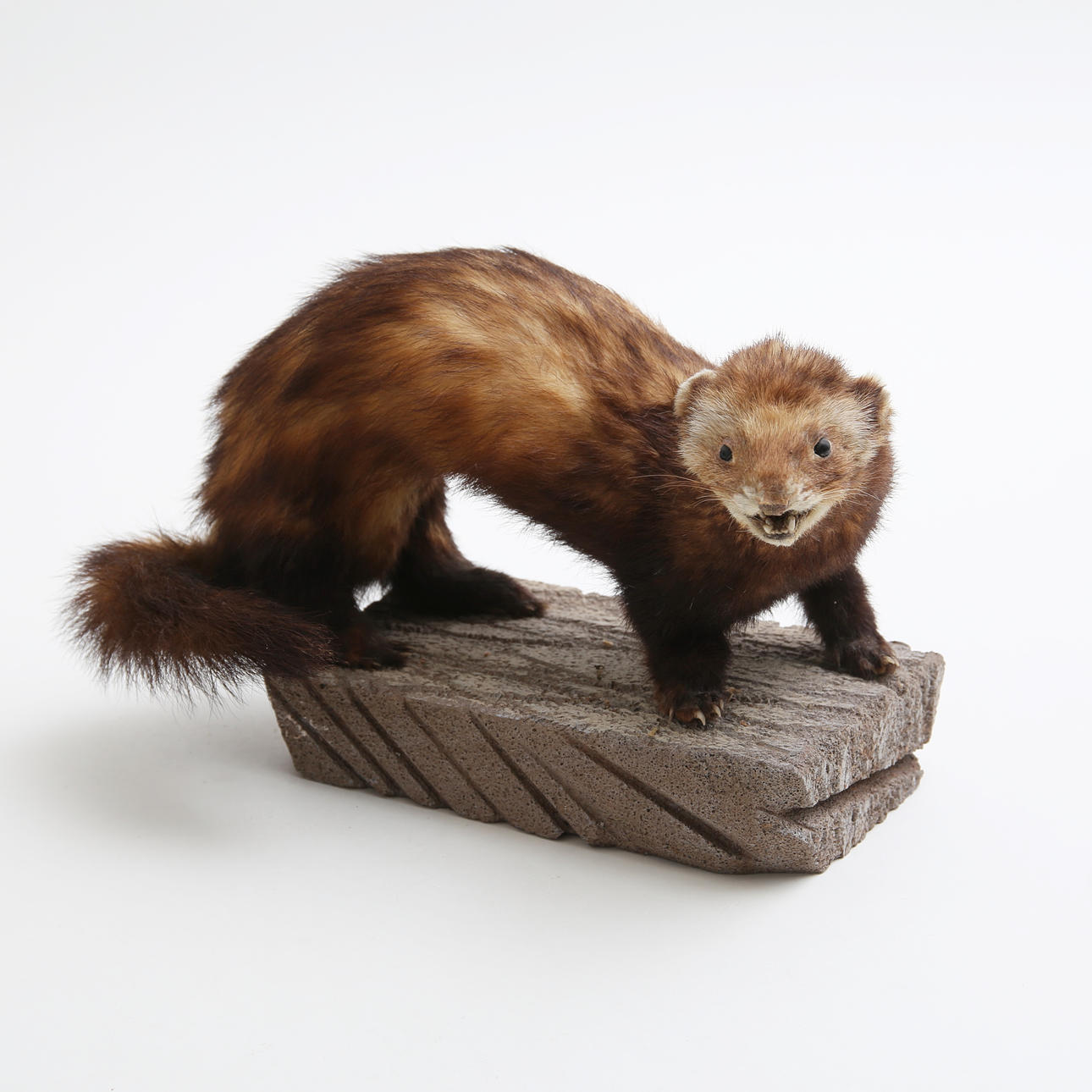 TAXIDERMY, marten animals.