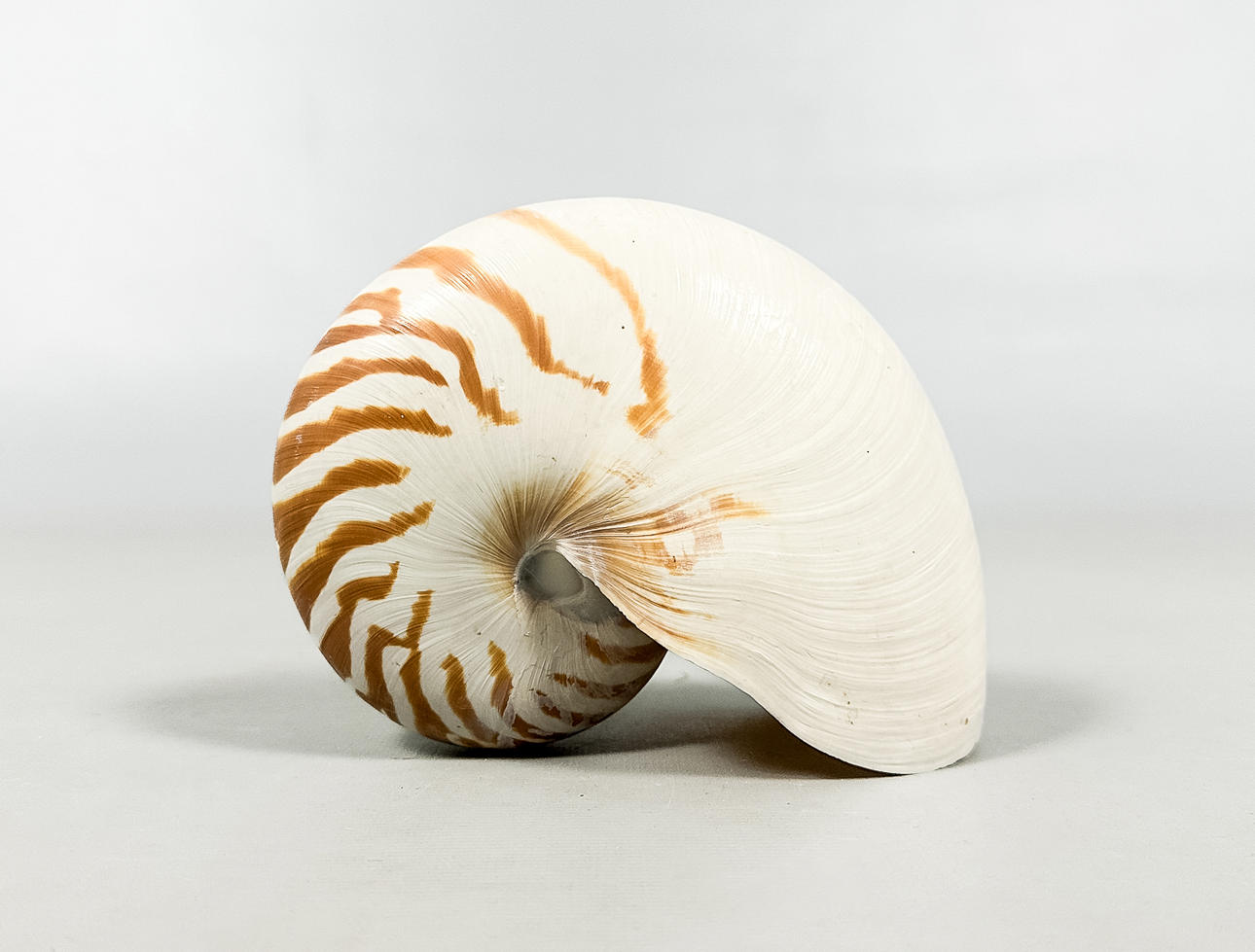 SNAIL, “Nautilus snail”.