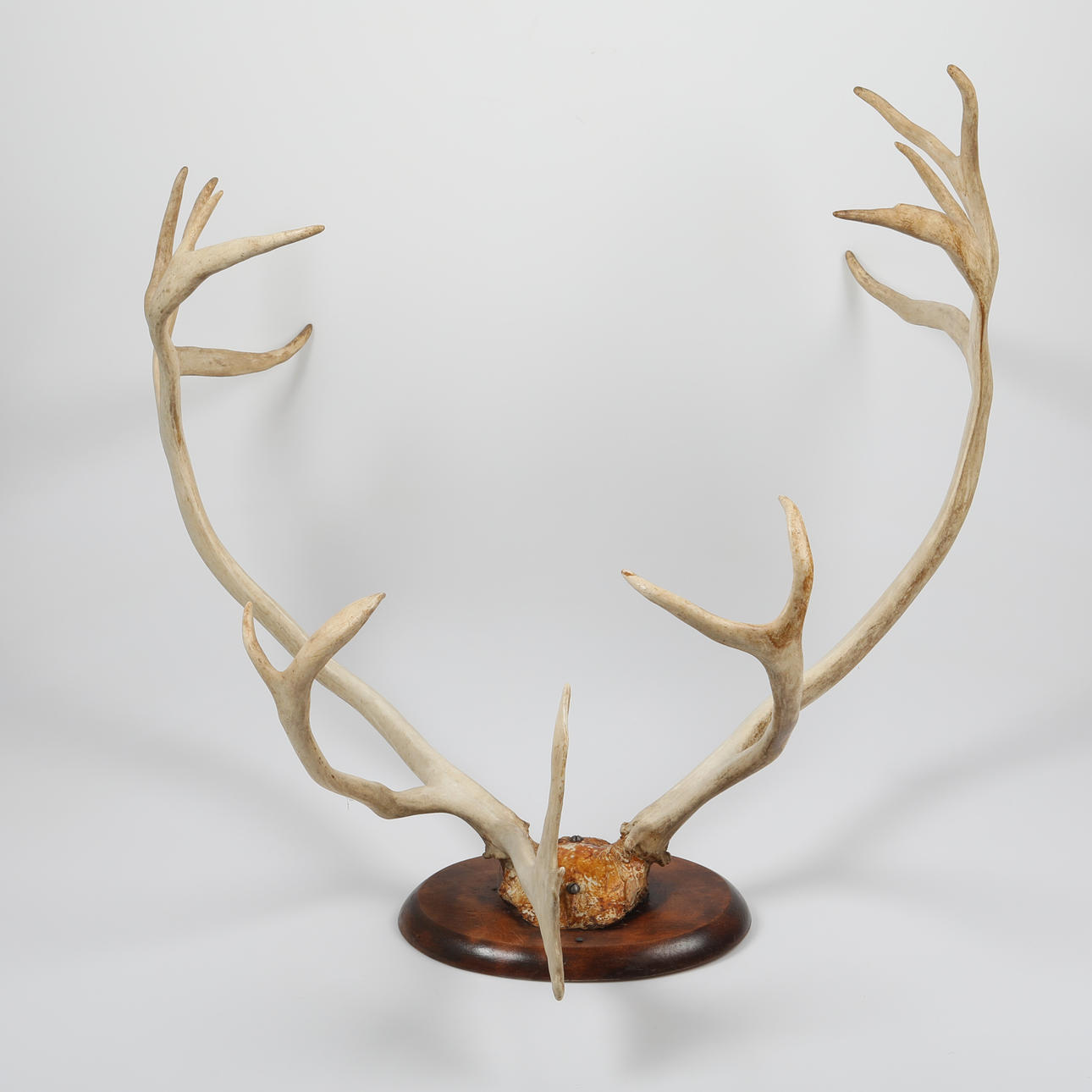 HUNTING TROPHY, REINDEER HORN.