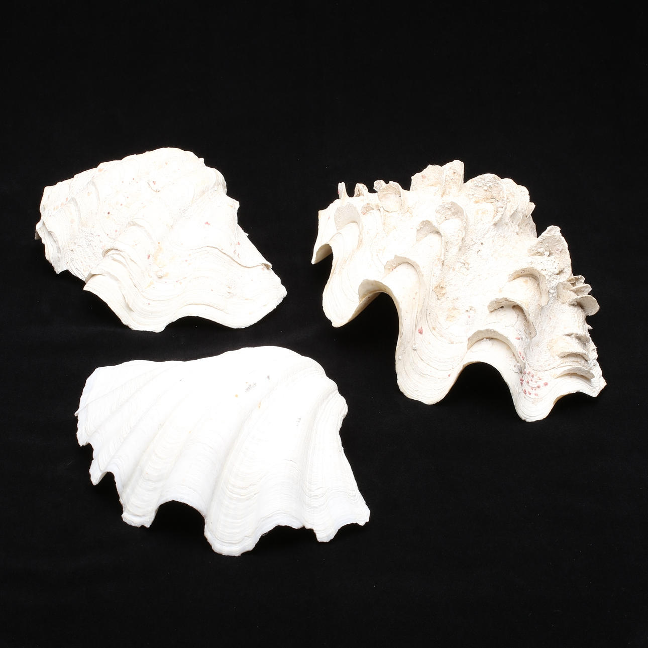 SNÄCKOR, 3 st, olika storlek.