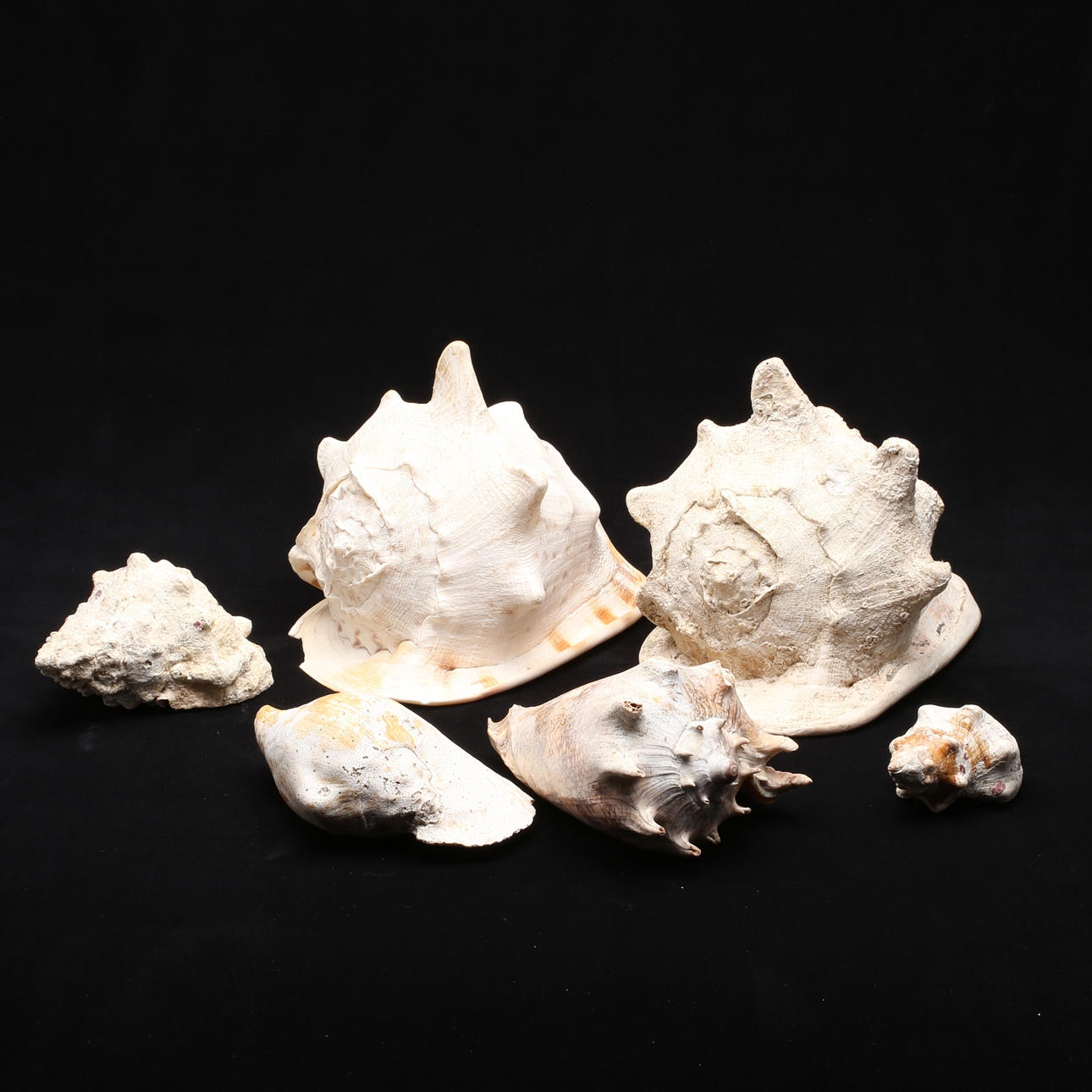 SNÄCKOR, 6 st, olika storlek och sort.