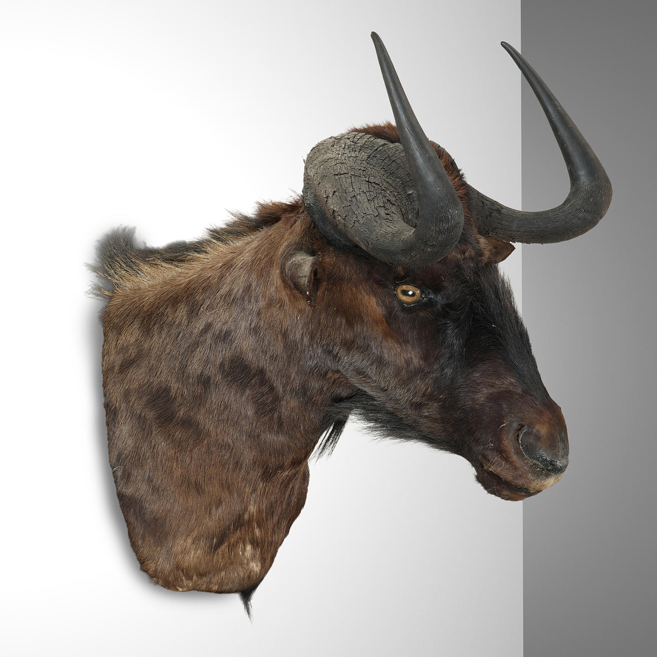 GNU/WILDEBEEST, taxidermy hunting trophy. South Africa. Miscellaneous ...