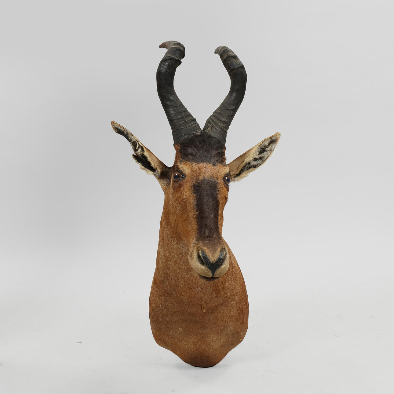 Trophy, taxidermy. Red Hartebeest (Alcelaphus buselaphus caama) South ...
