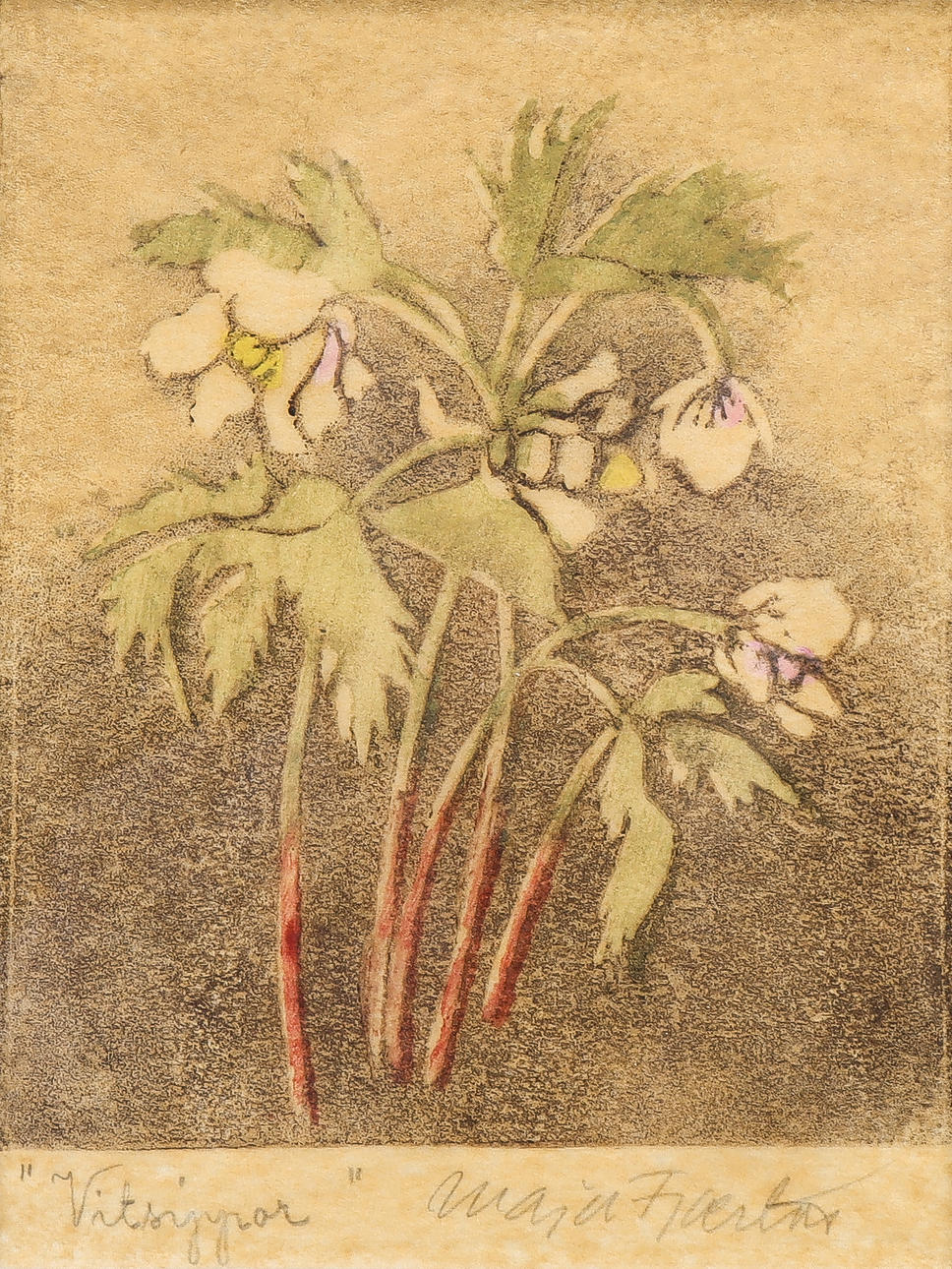 MAJA FJAESTAD. "Vitsippor".