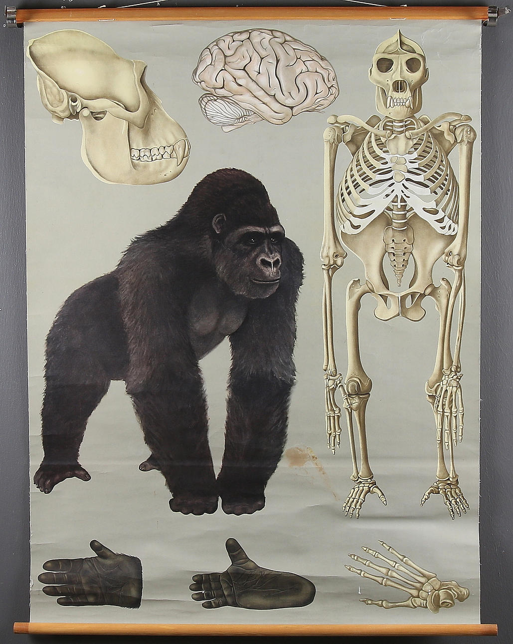 SKOLPLANSCH, "Gorilla", Gumperts, 1900-talets första hälft.
