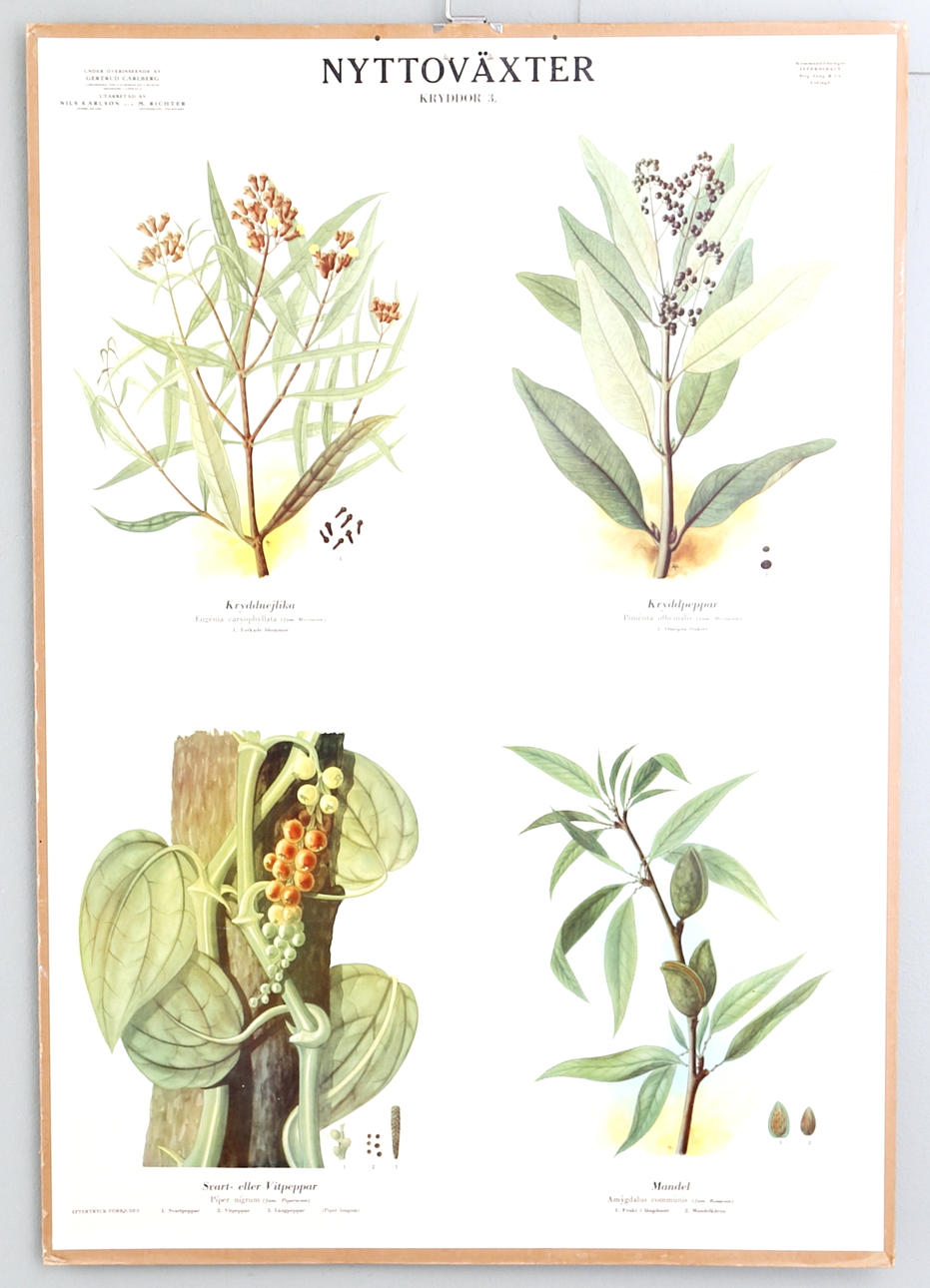 SKOLPLANSCH, Nyttoväxter, 1900-tal.