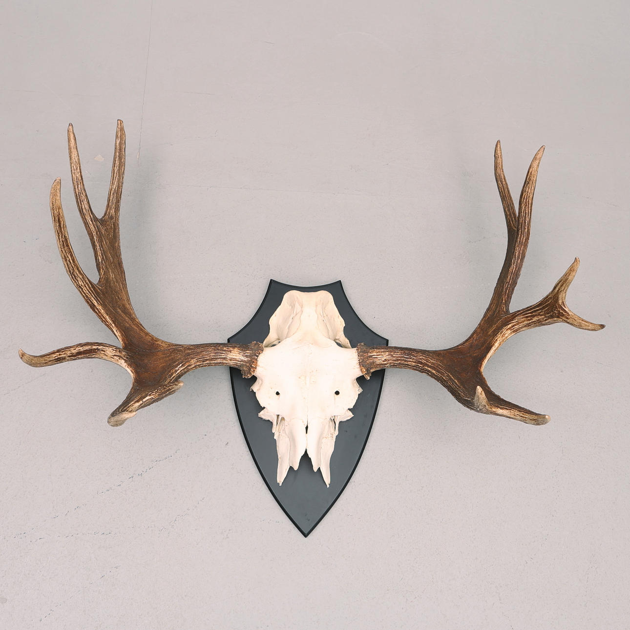 HUNTING TROPHY, MOOSE ANTLERS ON SHIELD. 12-pointer.