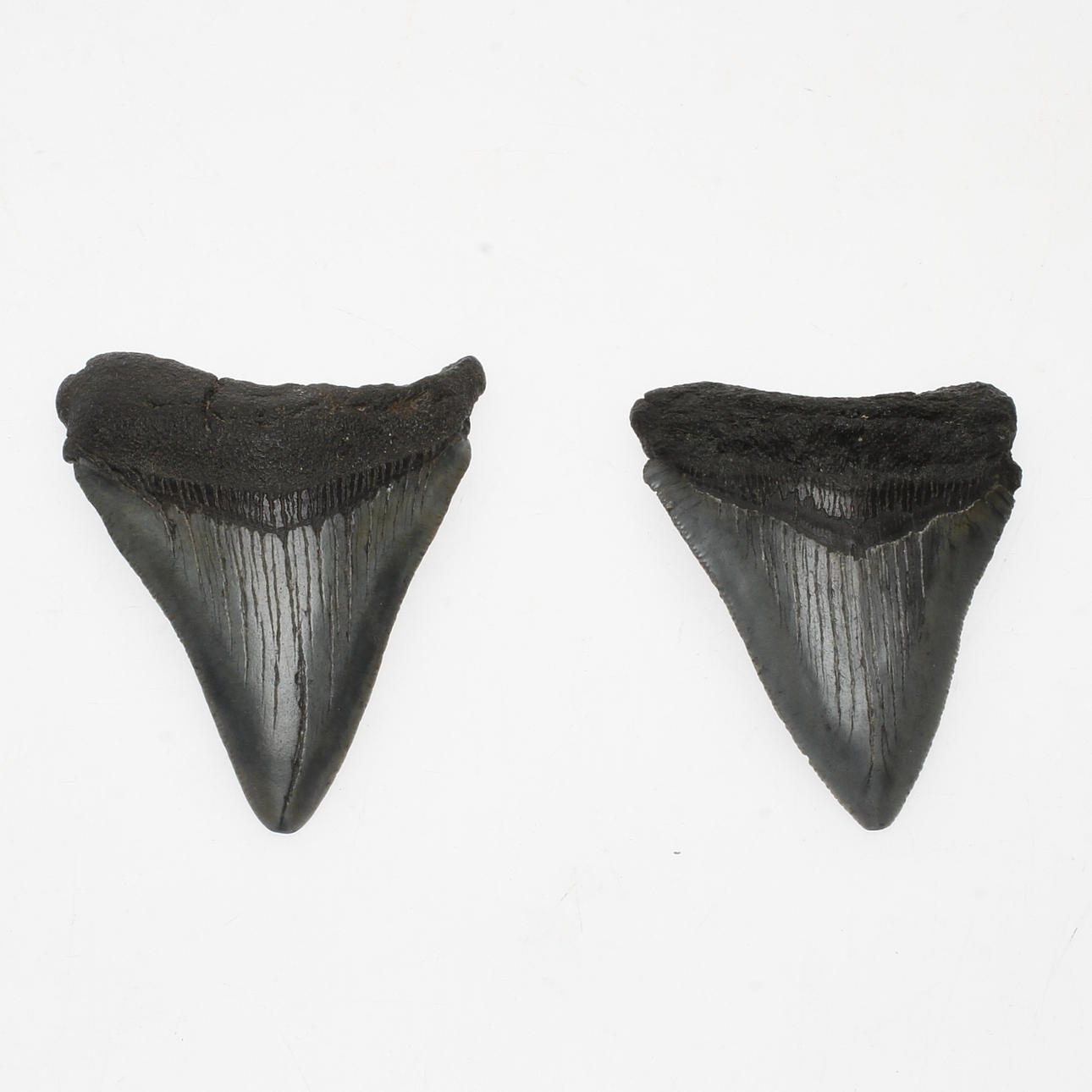 HAJTÄNDER, 2st, fossil.