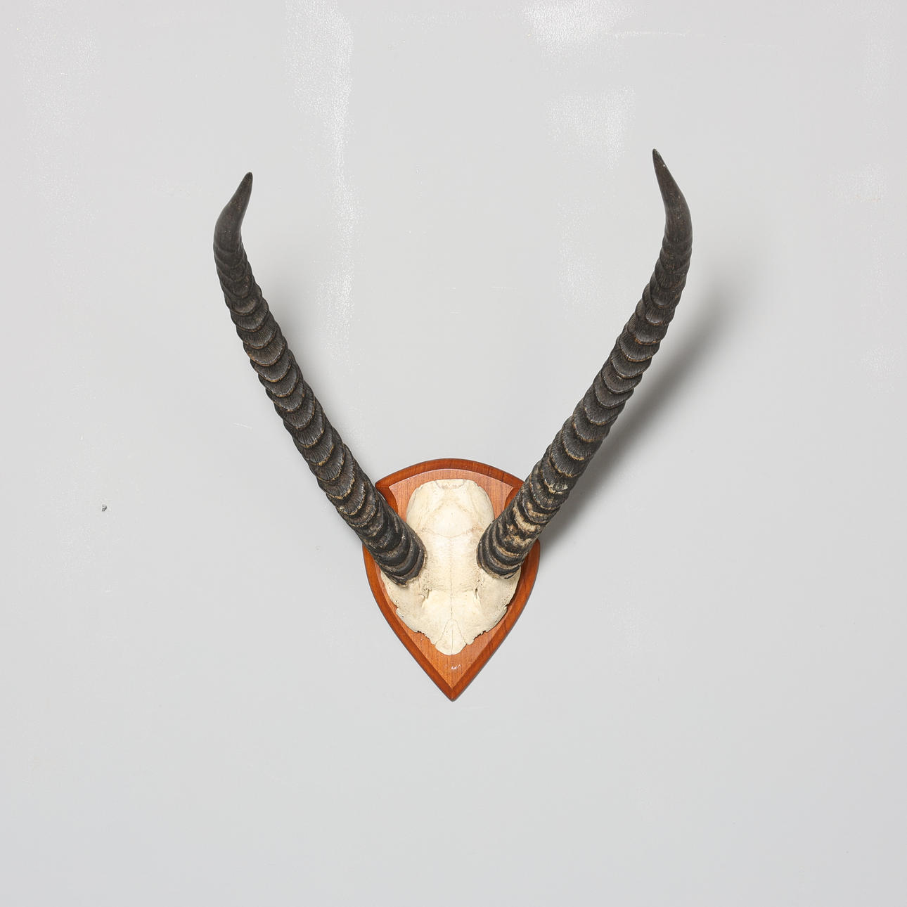 HUNTING TROPHY, Oryx.