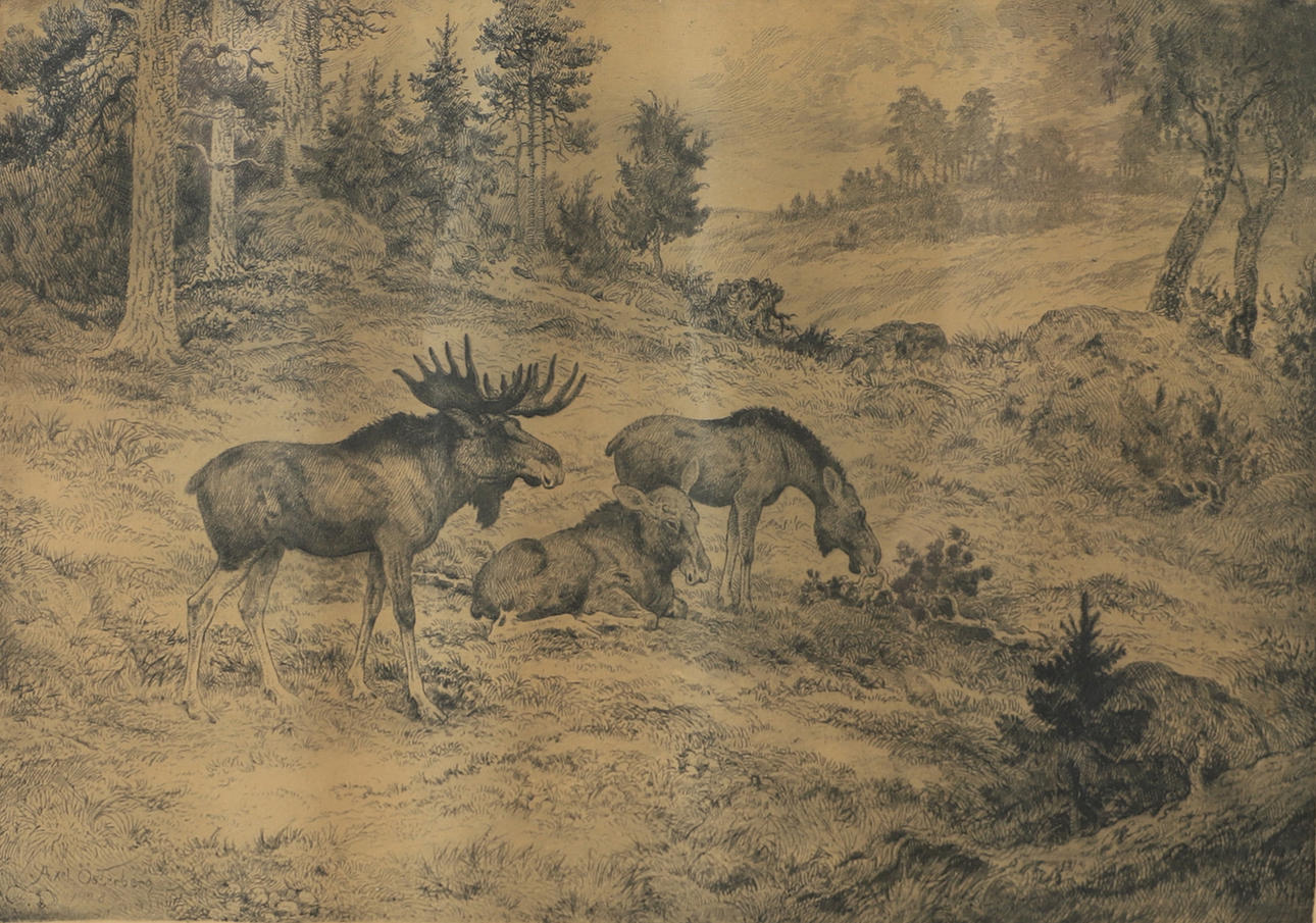 AXEL ÖSTERBERG. Landscape with moose, etching, signed.