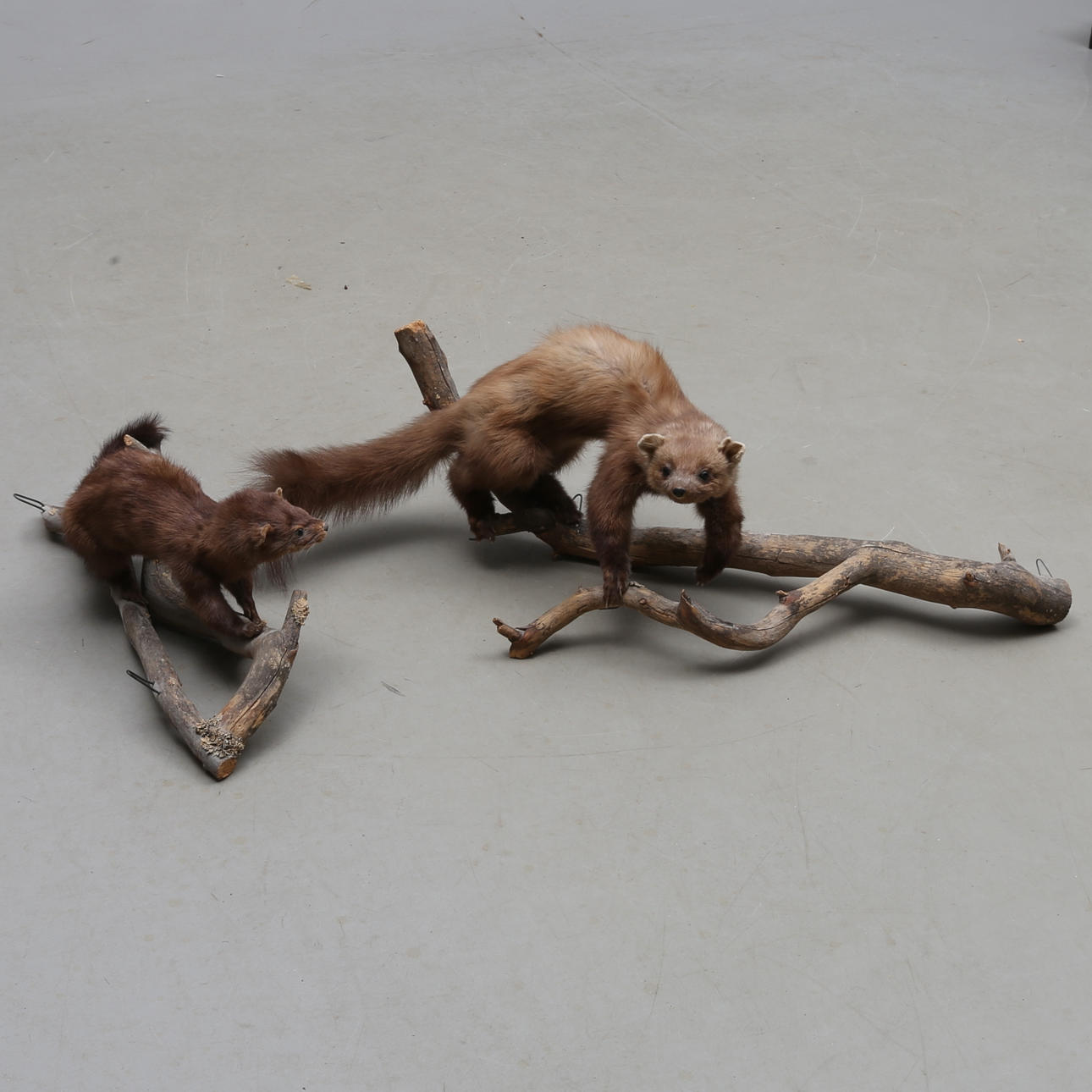 UPPSTOPPADE DJUR, mink, mård.