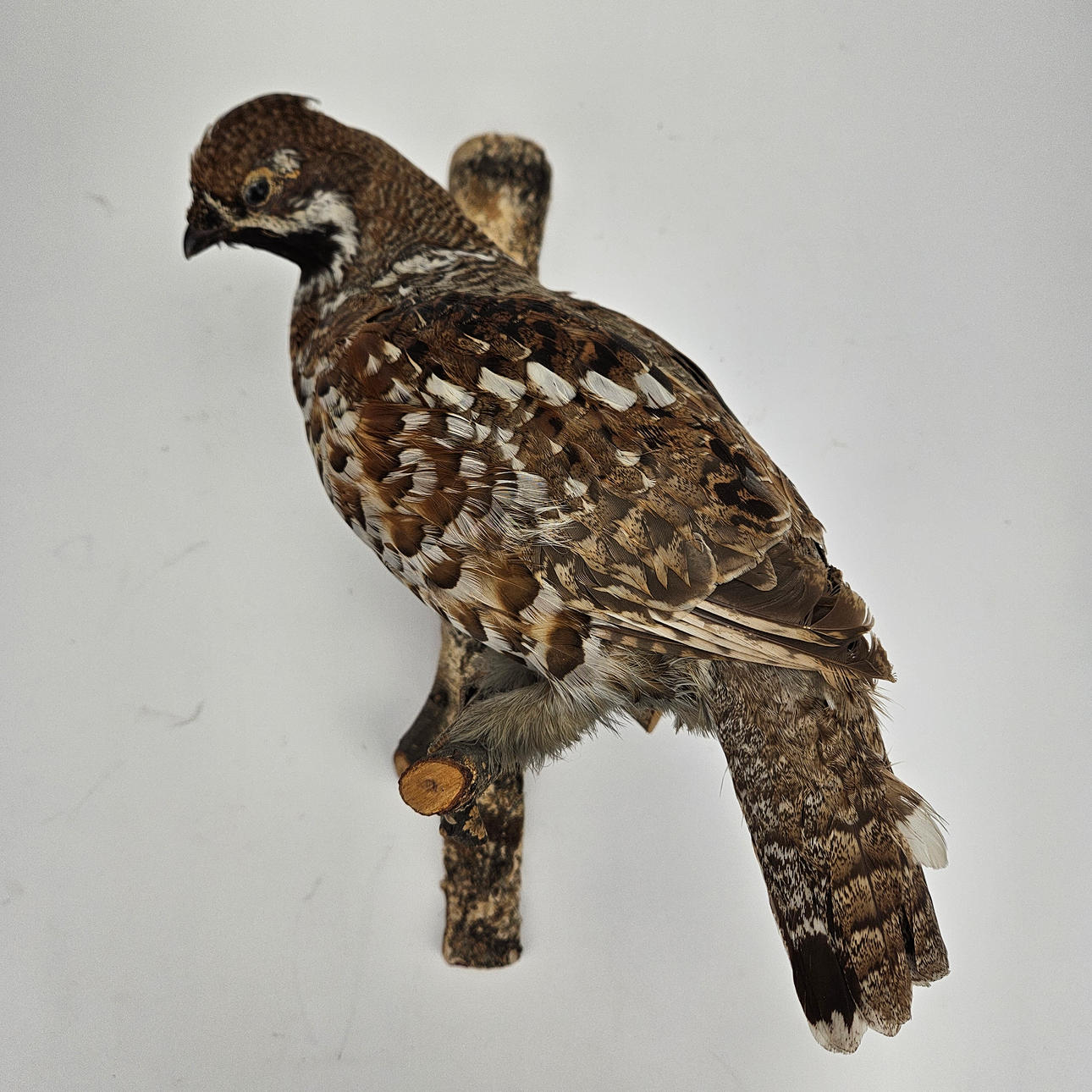 TAXIDERMI, Järpe.