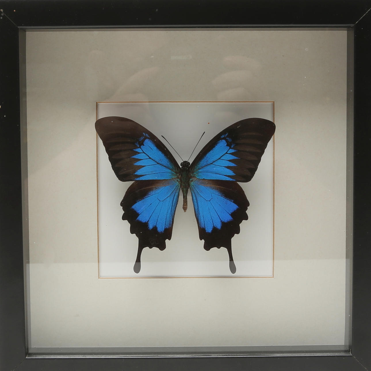 FJÄRILSTAVLA, Papilio Ulysses.