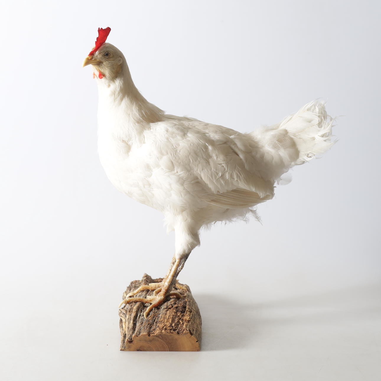 TAXIDERMI, höna.