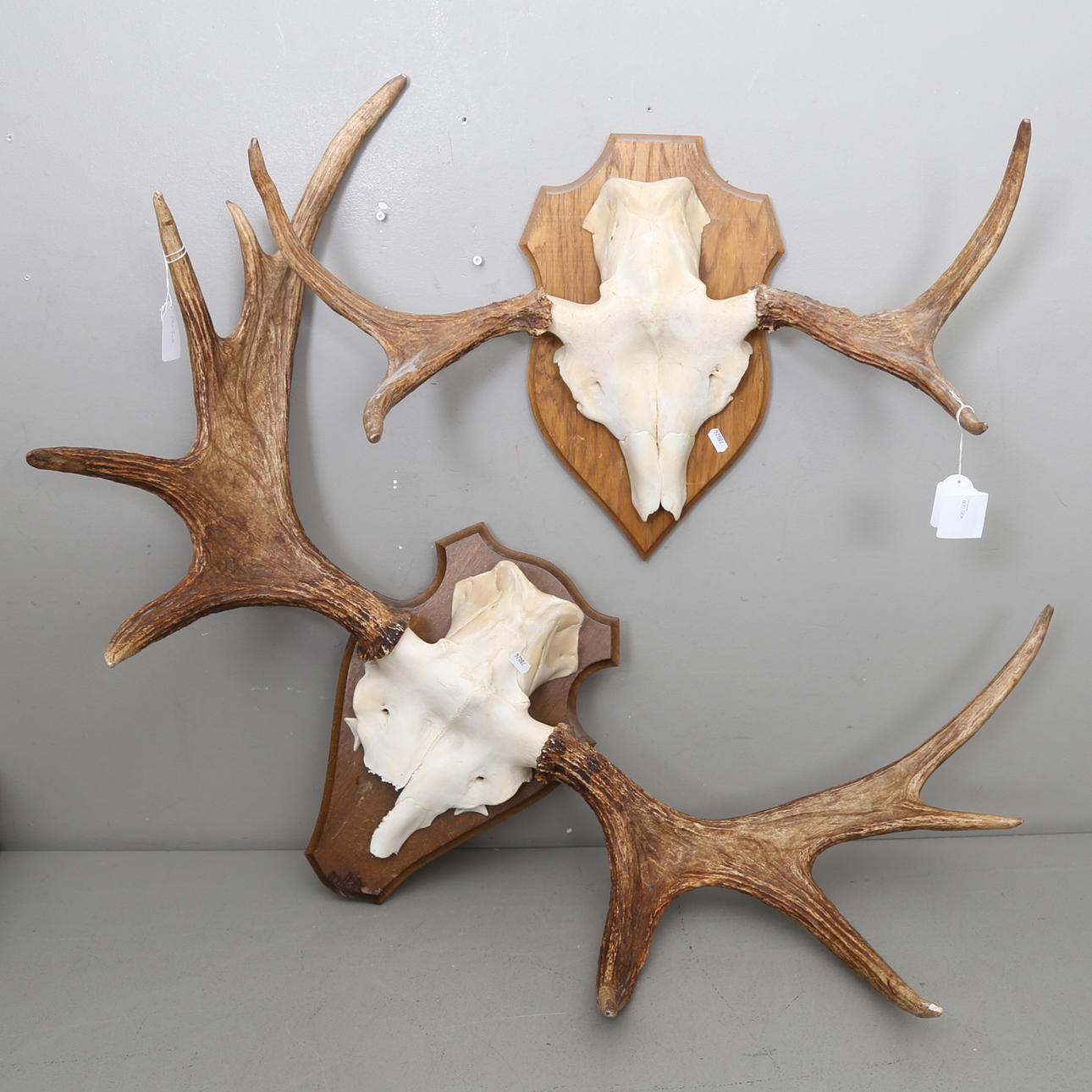 JAKTTROFFÉER, 2 st, älg.