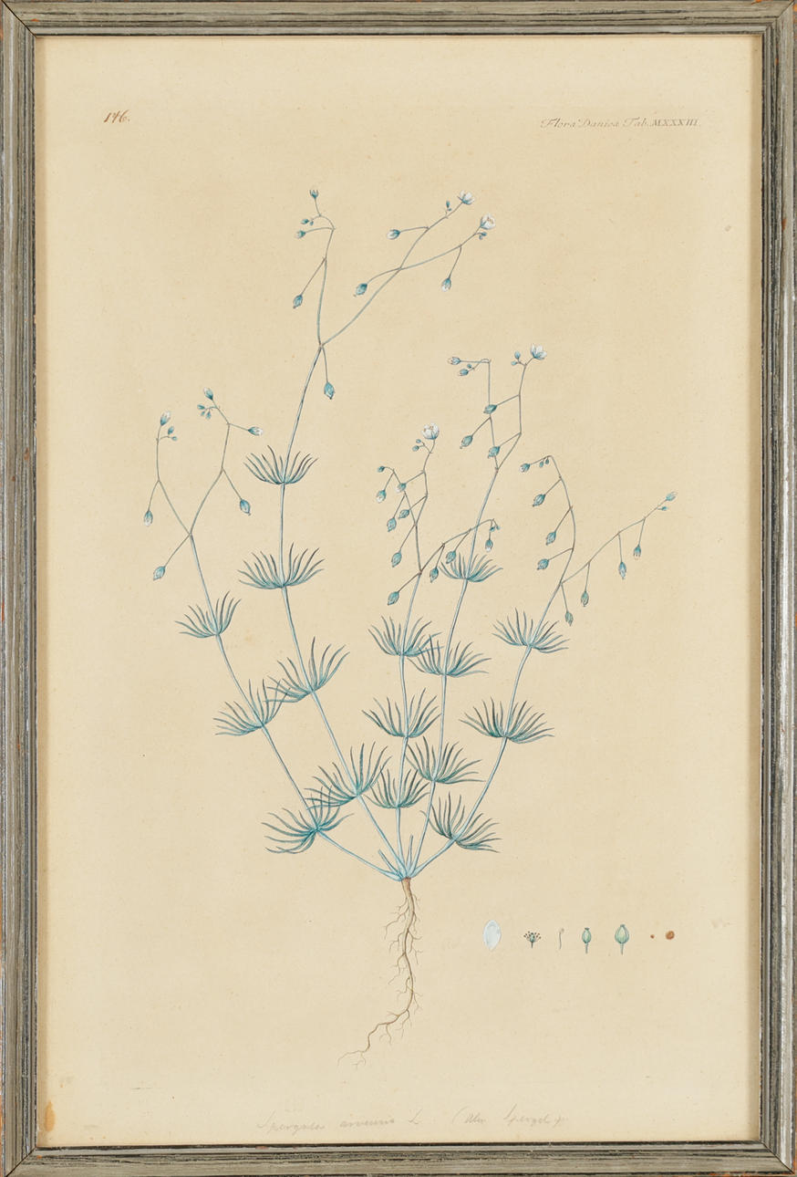 Flora Danica plate no. MXXXIII, hand-coloured copperplate