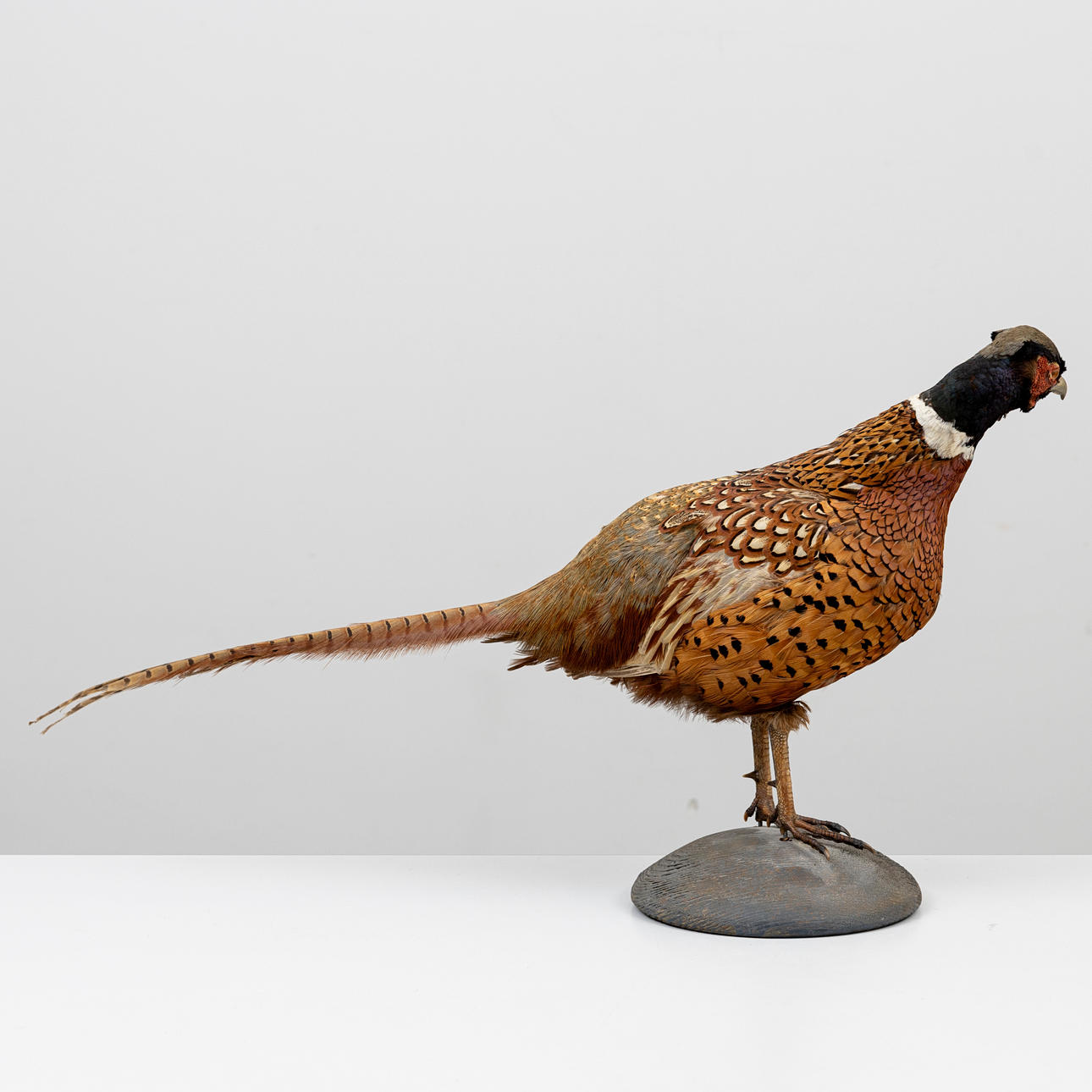 TAXIDERMI, Fasan, monterad på träsockel, 1900-tyal. Övrigt - Övrigt ...
