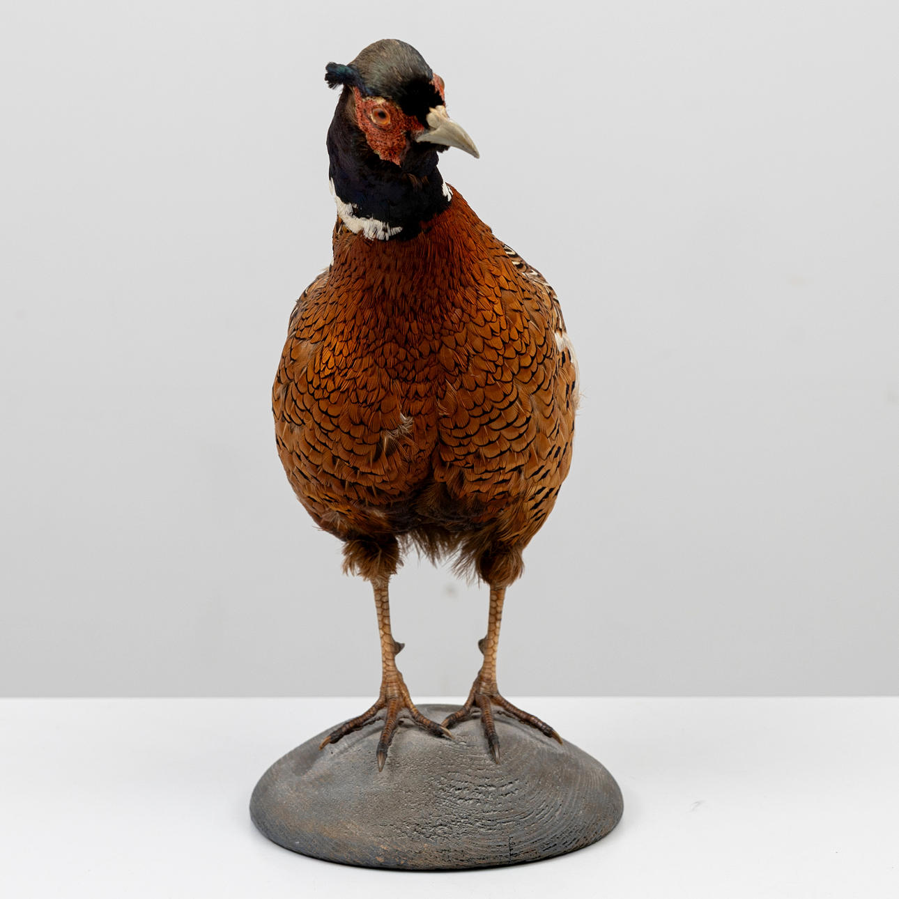 TAXIDERMI, Fasan, monterad på träsockel, 1900-tyal. Övrigt - Övrigt ...