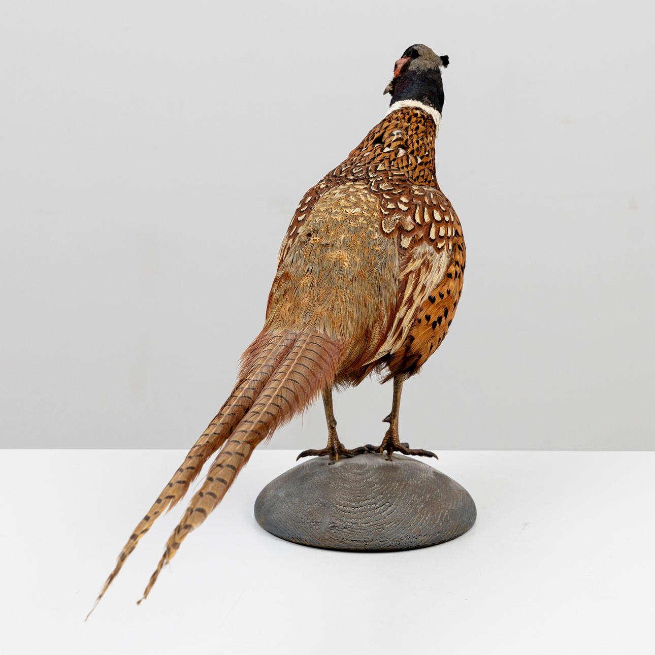 TAXIDERMI, Fasan, monterad på träsockel, 1900-tyal. Övrigt - Övrigt ...