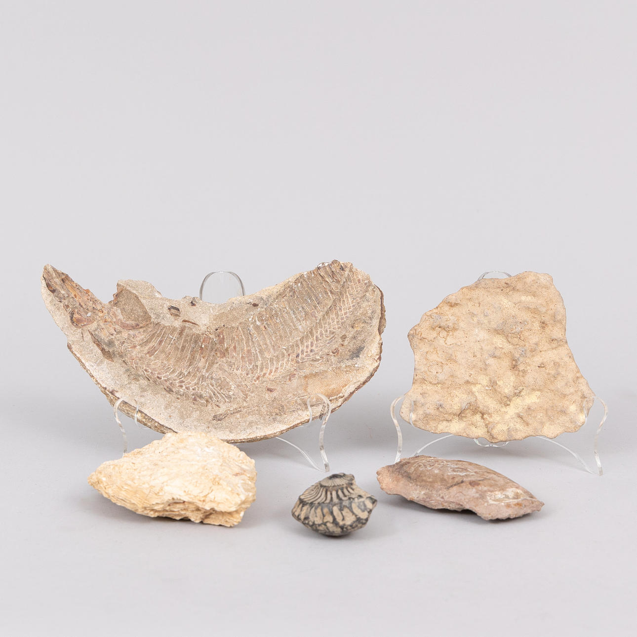 SAMLING FOSSIL, 5 st.