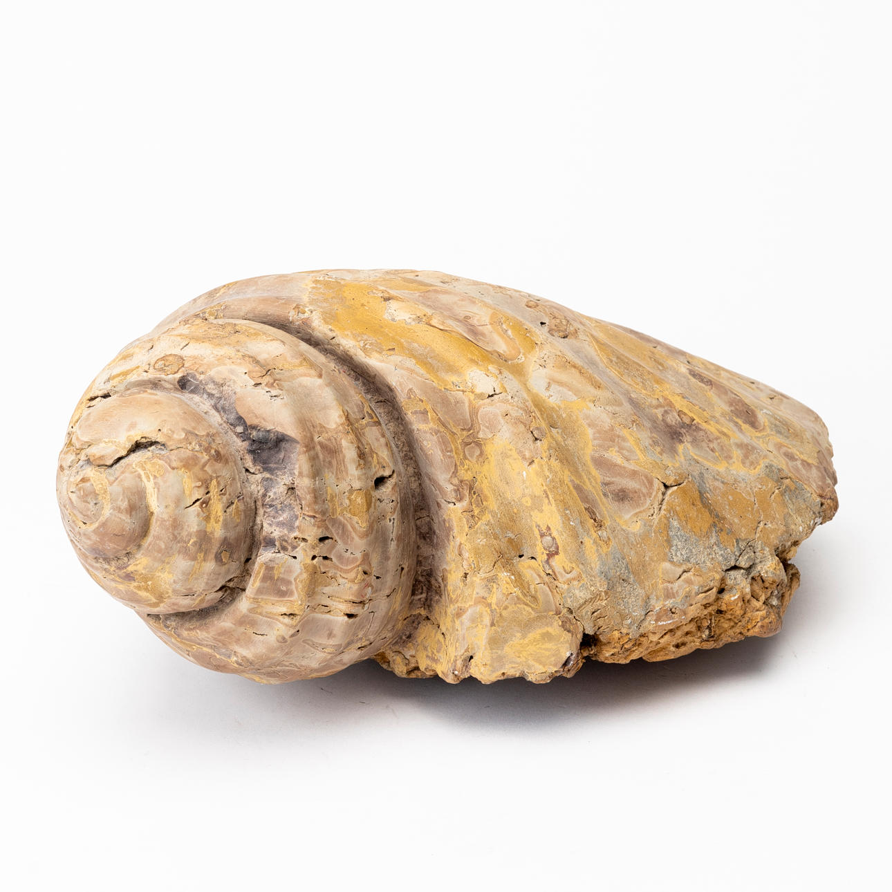 FÓSIL, concha.